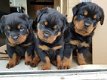 Mooie dikke Rottweiler-puppy's - 1 - Thumbnail