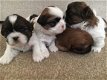 Shih Tzu-puppy's klaar voor hun nieuwe huis - 1 - Thumbnail