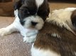 Shih Tzu-puppy's klaar voor hun nieuwe huis - 2 - Thumbnail