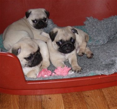 Prachtige Pug puppies te koop - 1