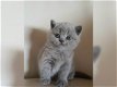 Britse shorthaire kittens - 1 - Thumbnail