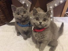 Geregistreerde Grijse Britse korthaar kittens