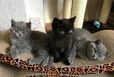 Mooie Britse kort haar Kittens - 1