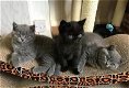 Mooie Britse kort haar Kittens - 1 - Thumbnail