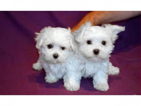 Charmante theekopje Maltees puppy's voor adoptie - 1