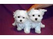 Charmante theekopje Maltees puppy's voor adoptie - 1 - Thumbnail