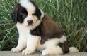 Beschikbare Saint Bernard-puppy's voor adoptie - 1 - Thumbnail