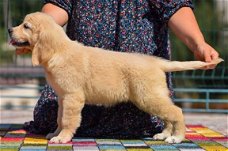 Beschikbare Golden Retriever-puppy's voor adoptie