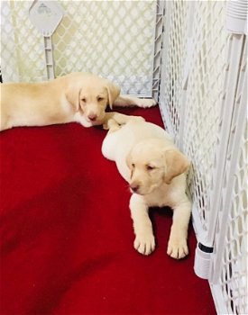 Beschikbare Labrador Retriever-puppy's voor adoptie - 1