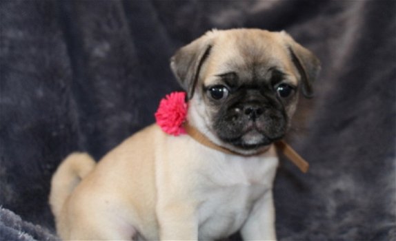 Beschikbare Pug Pups ter adoptie Aanbiddelijk - 1