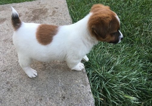 Beschikbare Jack Russell Terrier-pups voor adoptie - 1