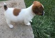 Beschikbare Jack Russell Terrier-pups voor adoptie - 1 - Thumbnail