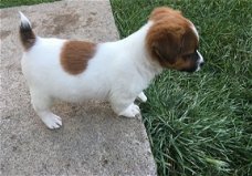 Beschikbare Jack Russell Terrier-pups voor adoptie