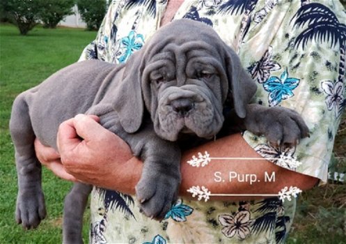 Beschikbare Napolitaanse Mastiff-pups voor adoptie - 1