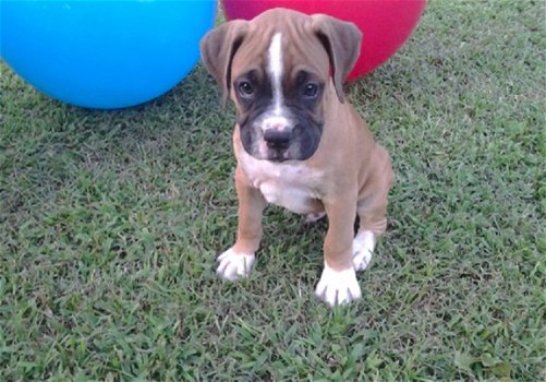 Beschikbare Boston Terrier-puppy's voor adoptie - 1