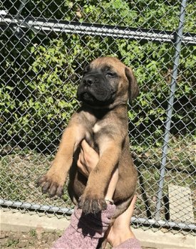 Beschikbare Bullmastiff-puppy's voor adoptie - 1