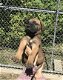 Beschikbare Bullmastiff-puppy's voor adoptie - 1 - Thumbnail