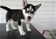 Beschikbare Siberische Husky-puppy's voor adoptie - 1 - Thumbnail