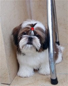 Beschikbare Shih Tzu-puppy's voor adoptie