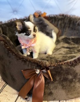 Beschikbare Chihuahua-puppy's ter adoptie - 1