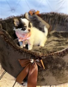 Beschikbare Chihuahua-puppy's ter adoptie