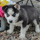 Siberische Husky-puppy's - 1 - Thumbnail