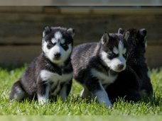 Mooie mannelijke en vrouwelijke Siberische Husky-puppy