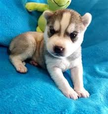 ? Sweet Siberian Husky Puppies te koop - 1