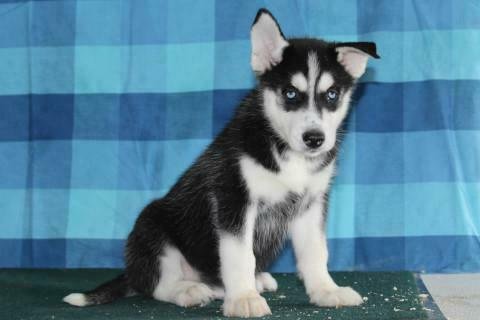 ? 2 Siberische Husky-puppy's beschikbaar - 1