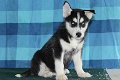 ? 2 Siberische Husky-puppy's beschikbaar - 1 - Thumbnail