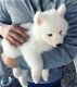 Husky reu pups - 1 - Thumbnail