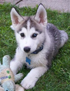 Siberische husky pups te koop - 1