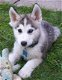 Siberische husky pups te koop - 1 - Thumbnail