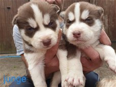 Husky puppies te koop