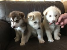 Zoete speelse Siberische Husky Puppies voor adoptie