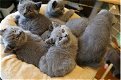 Absoluut verbluffende Britse kittens met kort haar en ui.. Absoluut verbluffende britse kittens met - 1 - Thumbnail