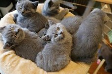 Absoluut verbluffende Britse kittens met kort haar en ui.. Absoluut verbluffende britse kittens met