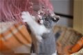 5 Britse kittens met kort haar Bsh geregistreerd - 1 - Thumbnail
