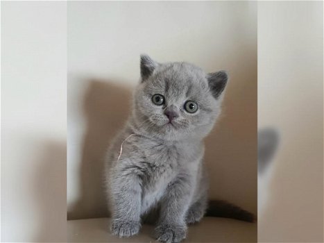 Britse shorthaire kittens - 1