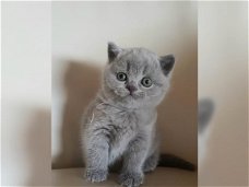 Britse shorthaire kittens