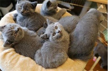 Geregistreerde Grijse Britse korthaar kittens - 1