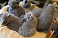 Geregistreerde Grijse Britse korthaar kittens - 1 - Thumbnail