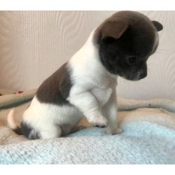 Chihuahua pups te koop - 1