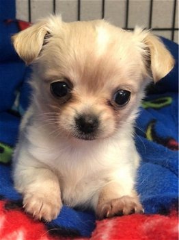 ? Schattige Chihuahua Pups Beschikbaar. - 1