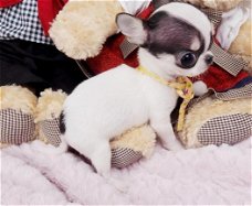 Theekopje Chihuahua Puppies ter adoptie
