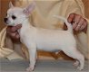 Chihuahua-puppy klaar voor mooie familie - 1 - Thumbnail