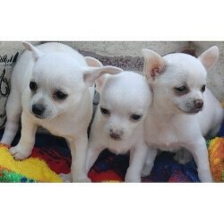 Chihuahua pups te koop. - 1