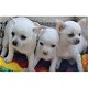 Chihuahua pups te koop. - 1 - Thumbnail