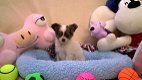 Prachtige lieve fawn langharige chihuahua pupjes - 1 - Thumbnail