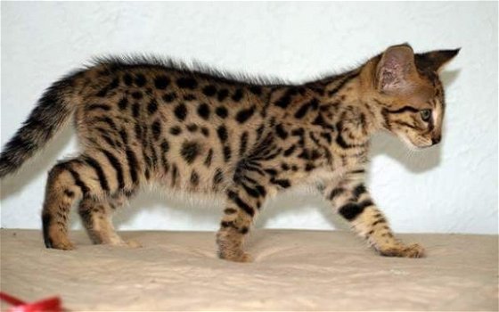 Mooie Savannah Kittens beschikbaar. - 1